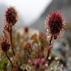 Plants: image 40 Of 208 Thumb